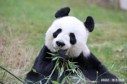娱乐吃瓜酱大熊猫生气,萌态十足吃瓜酱娱乐 第3张 娱乐吃瓜酱大熊猫生气,萌态十足吃瓜酱娱乐 第3张
