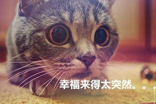 猫猫永不为奴娱乐吃瓜酱,娱乐吃瓜界的逆袭传奇 第1张 猫猫永不为奴娱乐吃瓜酱,娱乐吃瓜界的逆袭传奇 第1张