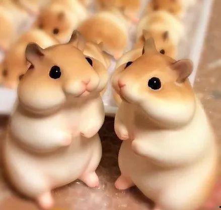 娱乐吃瓜酱当仓鼠店老板,揭秘当仓鼠店老板的趣味日常 第1张 娱乐吃瓜酱当仓鼠店老板,揭秘当仓鼠店老板的趣味日常 第1张