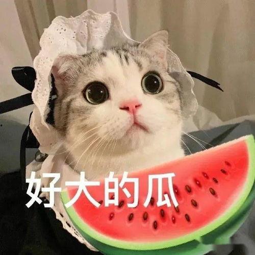 娱乐吃瓜猫张一张,揭秘娱乐圈背后的那些事儿 第1张 娱乐吃瓜猫张一张,揭秘娱乐圈背后的那些事儿 第1张