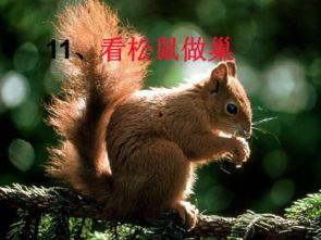 娱乐吃瓜小松鼠小说下载,揭秘小说世界中的趣味下载之旅 第2张 娱乐吃瓜小松鼠小说下载,揭秘小说世界中的趣味下载之旅 第2张