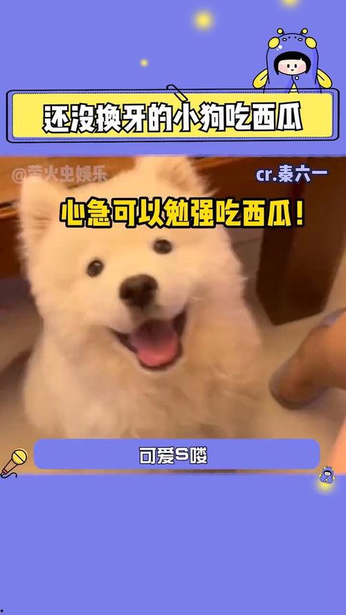 娱乐吃瓜酱人被狗撞,娱乐吃瓜酱人遭遇意外,网友热议 第1张 娱乐吃瓜酱人被狗撞,娱乐吃瓜酱人遭遇意外,网友热议 第1张