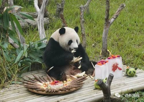 娱乐吃瓜酱南宁动物园,探秘动物乐园,共享欢乐时光 第2张 娱乐吃瓜酱南宁动物园,探秘动物乐园,共享欢乐时光 第2张