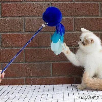 玩滑梯的猫咪娱乐吃瓜酱,吃瓜酱的欢乐时光 第2张 玩滑梯的猫咪娱乐吃瓜酱,吃瓜酱的欢乐时光 第2张
