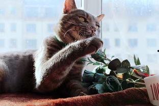 玩滑梯的猫咪娱乐吃瓜酱,吃瓜酱的欢乐时光 第3张 玩滑梯的猫咪娱乐吃瓜酱,吃瓜酱的欢乐时光 第3张