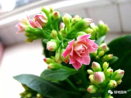 一枝花娱乐吃瓜,揭秘娱乐圈吃瓜背后的真相 第1张 一枝花娱乐吃瓜,揭秘娱乐圈吃瓜背后的真相 第1张