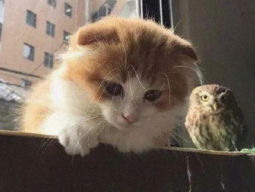 娱乐吃瓜酱猫学鸟走路,酱猫学鸟走路，揭秘动物界的趣味模仿  第3张