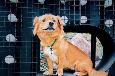 娱乐吃瓜酱最幸福的狗狗,揭秘最幸福的狗狗生活 第2张 娱乐吃瓜酱最幸福的狗狗,揭秘最幸福的狗狗生活 第2张