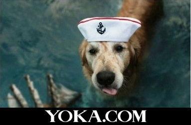 娱乐吃瓜酱最幸福的狗狗,揭秘最幸福的狗狗生活 第3张 娱乐吃瓜酱最幸福的狗狗,揭秘最幸福的狗狗生活 第3张