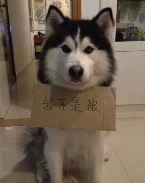 娱乐吃瓜酱哈士奇不拆家,揭秘如何驯服“拆家小能手” 第1张 娱乐吃瓜酱哈士奇不拆家,揭秘如何驯服“拆家小能手” 第1张