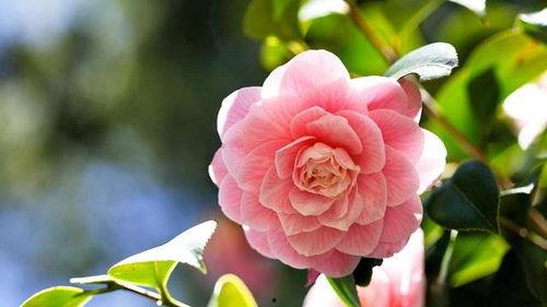 娱乐吃瓜酱山茶花,揭秘山茶花的神秘魅力 第2张 娱乐吃瓜酱山茶花,揭秘山茶花的神秘魅力 第2张