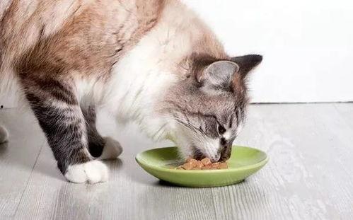 娱乐吃瓜猫咪视频大全下载,萌宠欢乐时光集锦