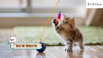 娱乐吃瓜猫咪视频大全下载,萌宠欢乐时光集锦 第2张 娱乐吃瓜猫咪视频大全下载,萌宠欢乐时光集锦 第2张