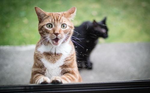 娱乐吃瓜猫咪视频大全下载,萌宠欢乐时光集锦 第3张 娱乐吃瓜猫咪视频大全下载,萌宠欢乐时光集锦 第3张