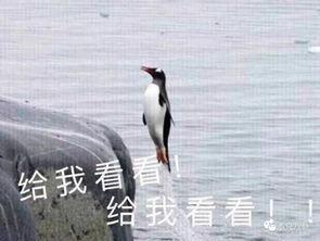 娱乐吃瓜君遛鸟大师是谁,揭秘娱乐吃瓜君背后的神秘人物