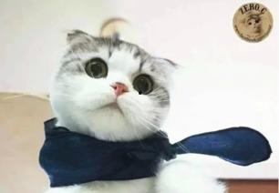娱乐吃瓜君折耳猫坐姿,娱乐吃瓜君的萌态瞬间  第3张