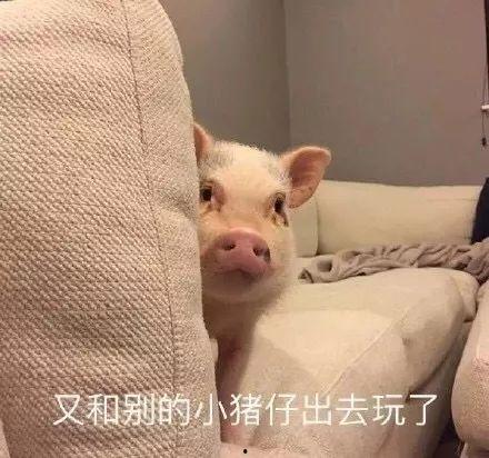 肥猪猪的日常娱乐吃瓜酱,娱乐酱的趣味生活点滴  第2张