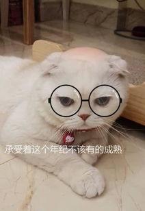 娱乐吃瓜君说刘二豆,娱乐吃瓜君揭秘娱乐圈新宠  第1张