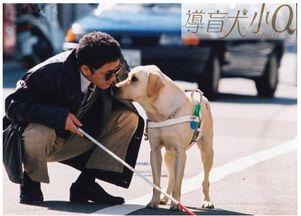 吃瓜娱乐赵小瞒导盲犬,吃瓜娱乐中的温暖瞬间 第2张 吃瓜娱乐赵小瞒导盲犬,吃瓜娱乐中的温暖瞬间 第2张