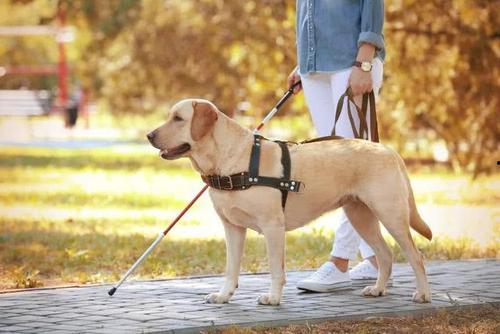 吃瓜娱乐赵小瞒导盲犬,吃瓜娱乐中的温暖瞬间 第3张 吃瓜娱乐赵小瞒导盲犬,吃瓜娱乐中的温暖瞬间 第3张