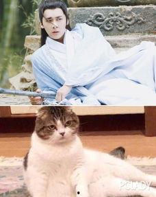 娱乐吃瓜小猫咪微博,揭秘娱乐圈幕后故事  第2张