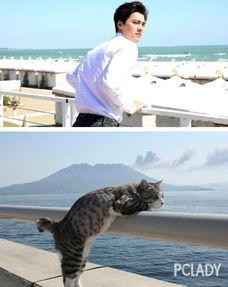 娱乐吃瓜小猫咪微博,揭秘娱乐圈幕后故事  第3张