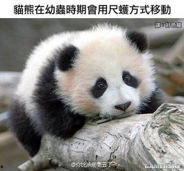 娱乐吃瓜大熊猫微博,揭秘大熊猫微博背后的趣味故事  第3张