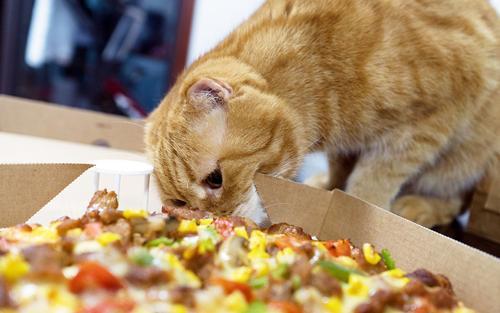 猫猫永不为奴娱乐吃瓜酱,揭秘娱乐圈幕后趣闻 第2张 猫猫永不为奴娱乐吃瓜酱,揭秘娱乐圈幕后趣闻 第2张