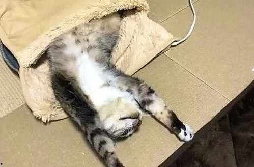 猫猫永不为奴娱乐吃瓜酱,揭秘娱乐圈幕后趣闻 第3张 猫猫永不为奴娱乐吃瓜酱,揭秘娱乐圈幕后趣闻 第3张