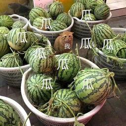 这几年吃的娱乐瓜叫什么,盘点近年热门娱乐瓜 第3张 这几年吃的娱乐瓜叫什么,盘点近年热门娱乐瓜 第3张