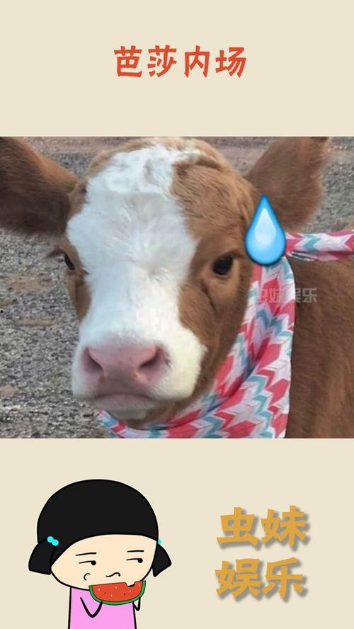 娱乐吃瓜酱中国本土的,揭秘中国本土娱乐圈的幕后故事 第1张 娱乐吃瓜酱中国本土的,揭秘中国本土娱乐圈的幕后故事 第1张