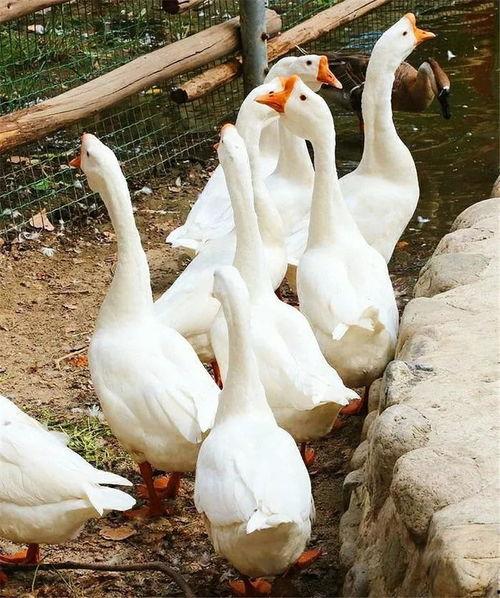 八鹅吃瓜菌娱乐圈,娱乐圈风云录 第1张 八鹅吃瓜菌娱乐圈,娱乐圈风云录 第1张