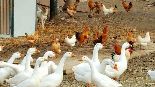 八鹅吃瓜菌娱乐圈,娱乐圈风云录 第2张 八鹅吃瓜菌娱乐圈,娱乐圈风云录 第2张