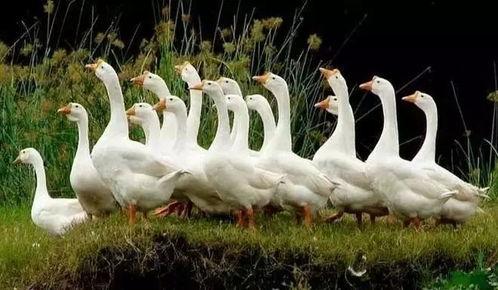 八鹅吃瓜菌娱乐圈,娱乐圈风云录 第3张 八鹅吃瓜菌娱乐圈,娱乐圈风云录 第3张